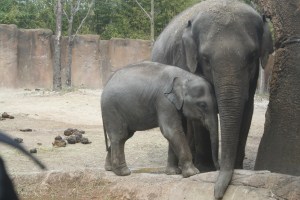 Elephants poop really big poops!