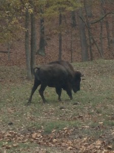 Go behind a tree, jerk!