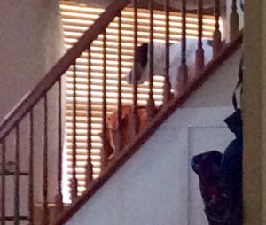 Staring at nothing...